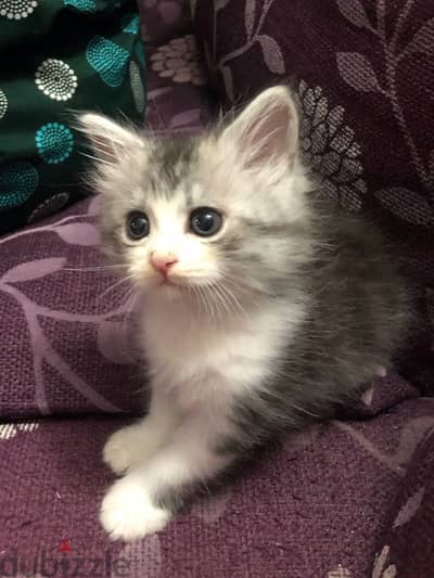 قط شيرازي للتبني مولود بدون ديل وجزء من القدم بيتحرك وبيلعب عادي