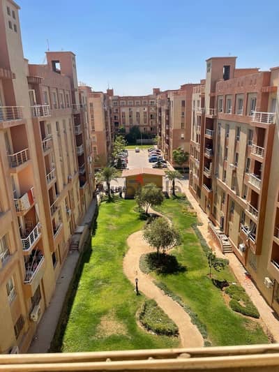 Degla palms