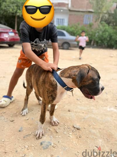 Boxer 4 months  بوكسر 4 شهور