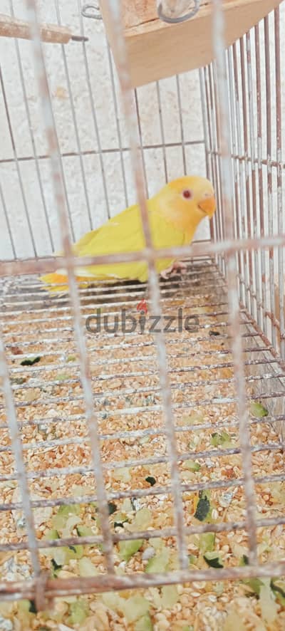 روز اوبلاين اورانج