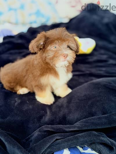 Female havanese