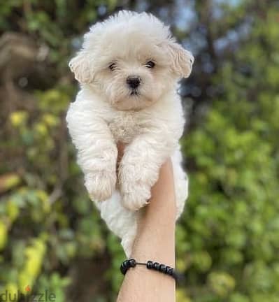 Shih tzu dog