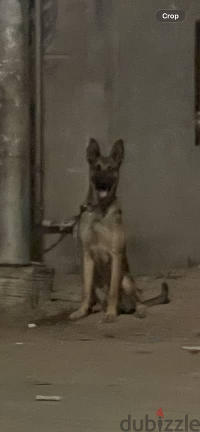 Aaaaa