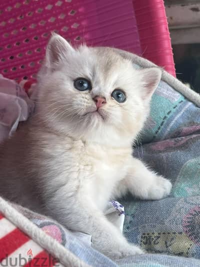 #Scottish# straight short hair cats