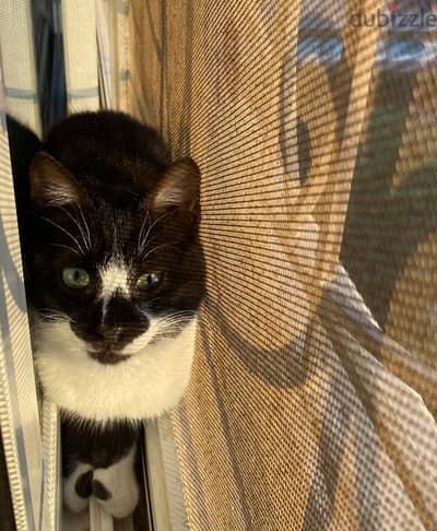 قط قزم للزواج dwarfism male cat for marriage