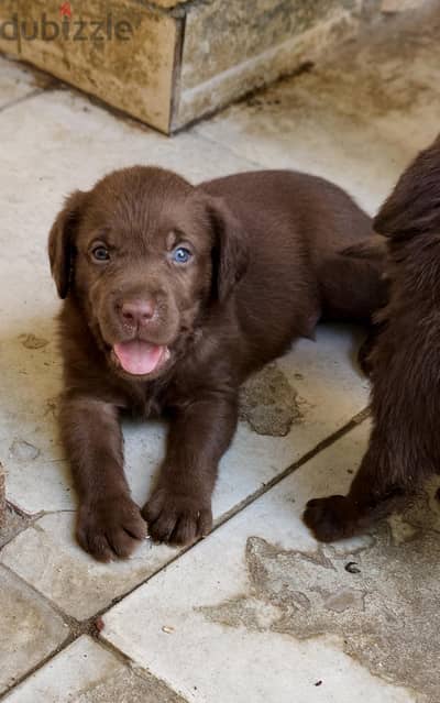 labrador chocolate males (imported father from ukraine(