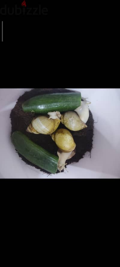 حلزونات البينو بسعر لقطه