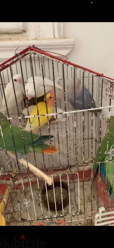 ببغاء الروز