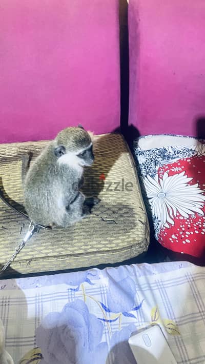 نسناس نتايه عبلنجى