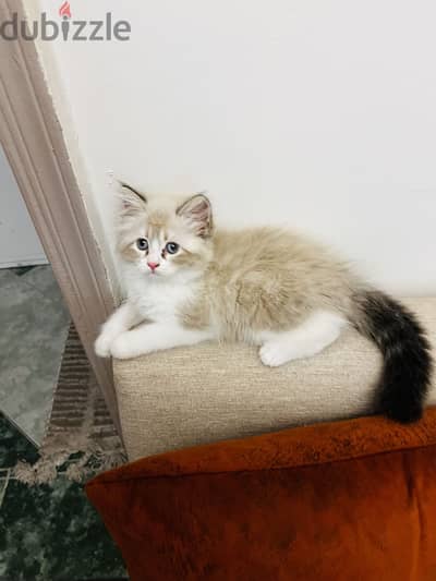قطة  راغدول بيور