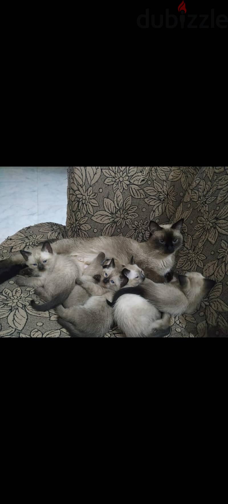 pure sismese cat 1