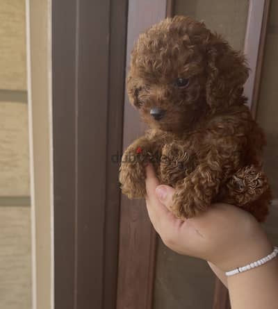Top quality male poodle Teacup