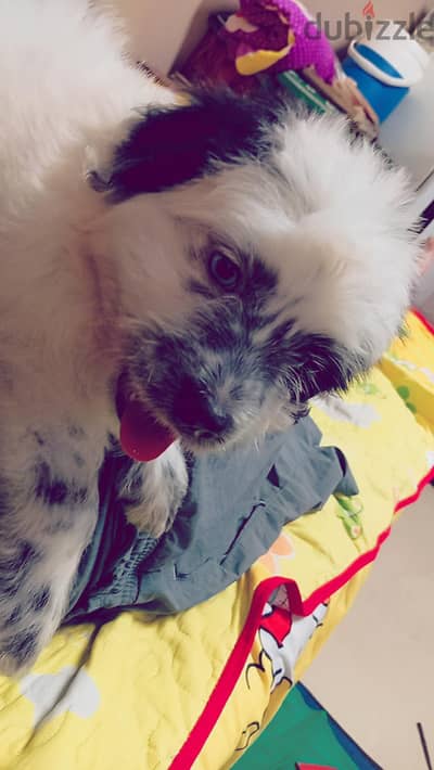 جريفون 60يوم