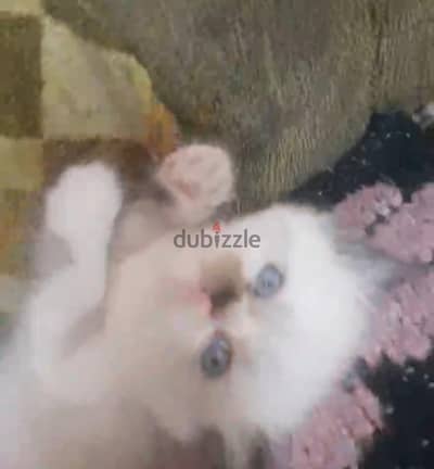 ذكرين راغدول بيور عيون زرقاء