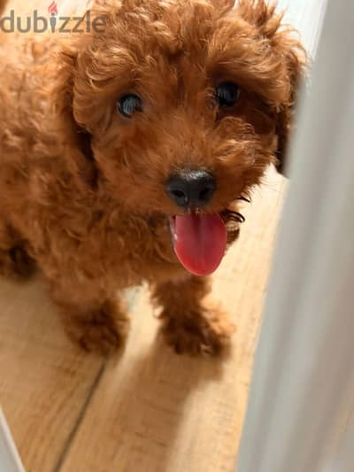 جراء كلاب البودل المصغرة بجودة عالية toy poodle