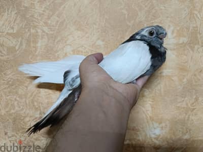 حمام صوافه
