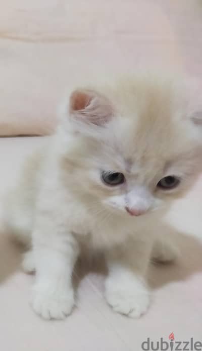 قط شيرازي