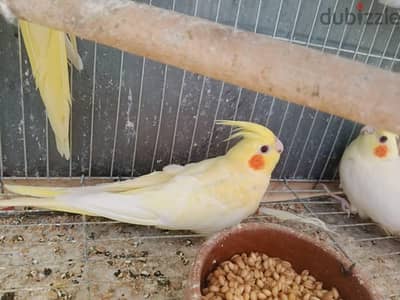 عصافير  كوكتيل لاتينى بريل