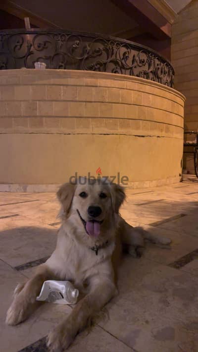 Golden retriever (1 Year)