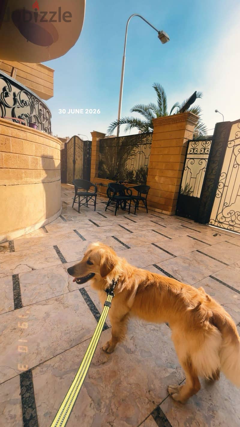 Golden retriever (1 Year) 1