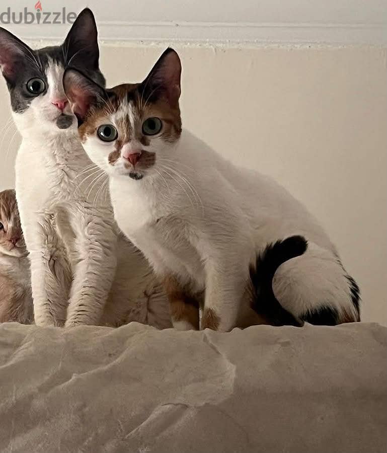 Hagzy & pincky 1