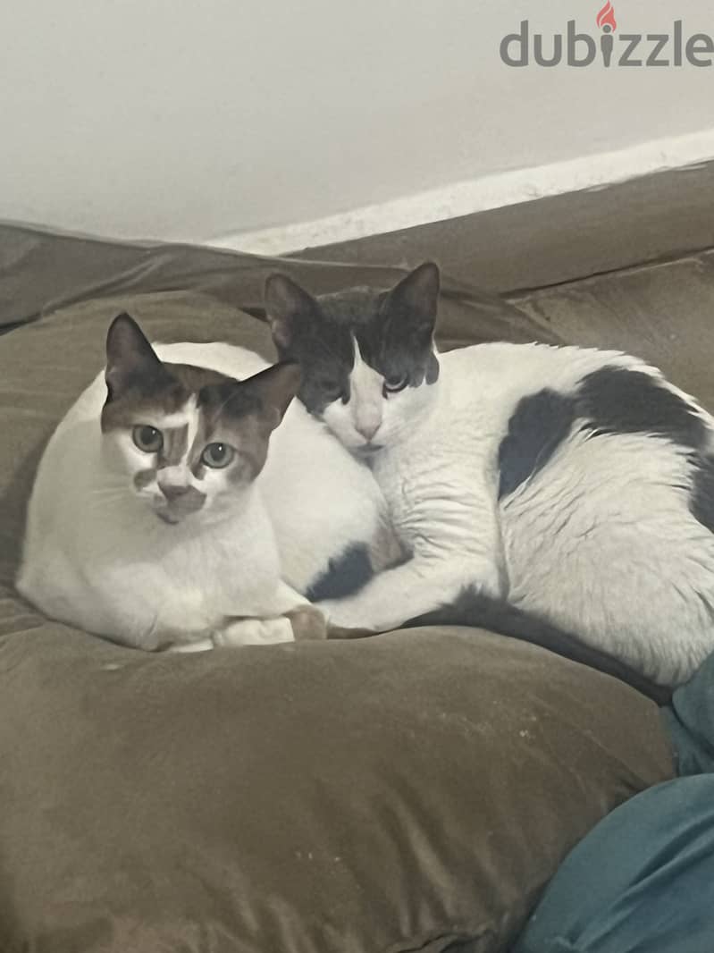 Hagzy & pincky 5