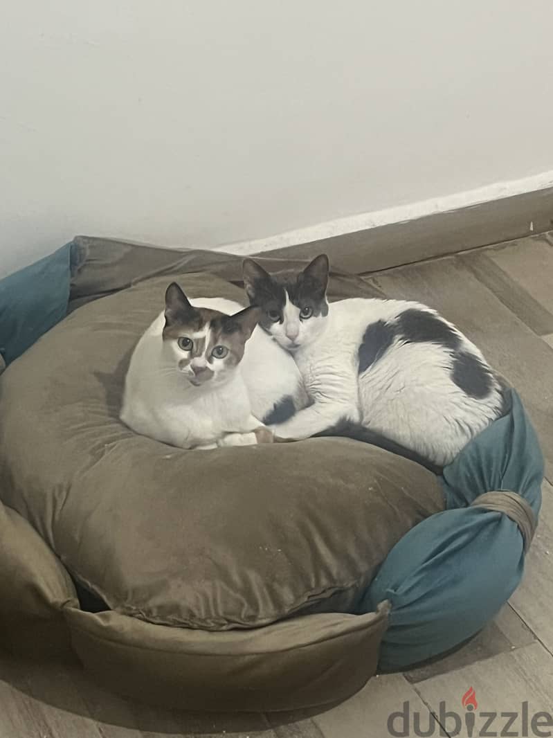 Hagzy & pincky 6