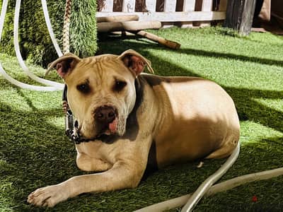 American Bully ذكر للبيع