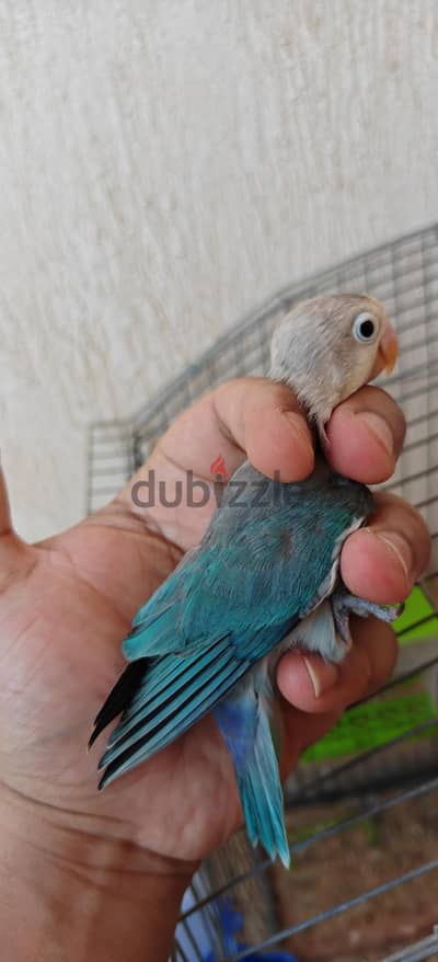 دكر فيشر ايوينج سبلت اوبلاين