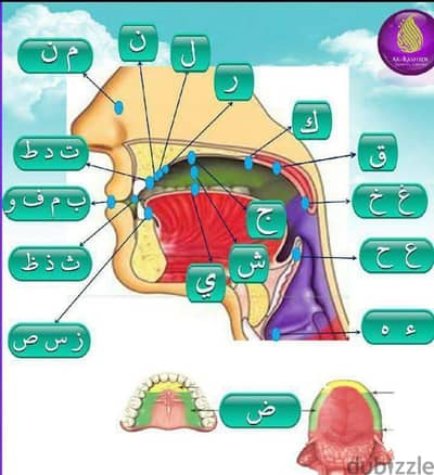 معلمة قرآن كريم ولغة عربية لغير الناطقين بها