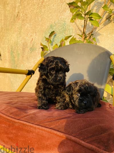 Maltipoo