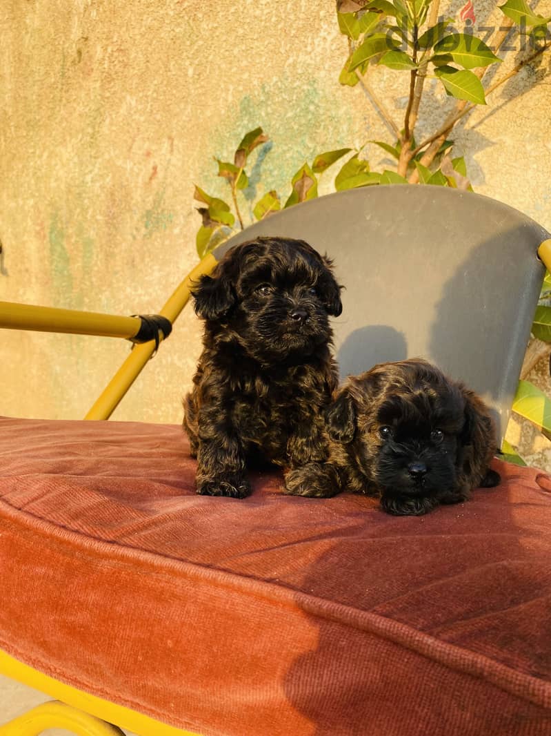 Maltipoo 1