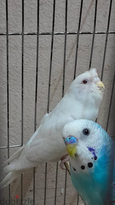 قص استرالي شبابات حالتهم ممتازه