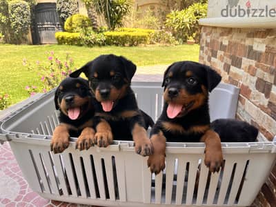 Finding loving homes for our 3 months old Rottweiler puppies