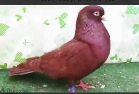 حمام. بلهوان.  سعودي.