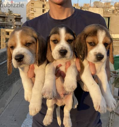 Beagle بيجل
