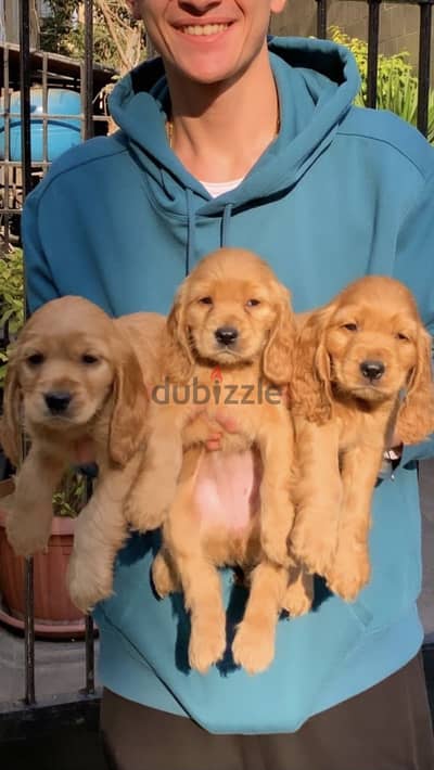 Cocker spaniel pure 100% كوكر اسباني