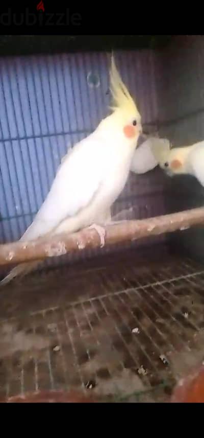 كوكتيل لاتيني