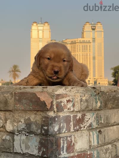 Golden retriever puppy