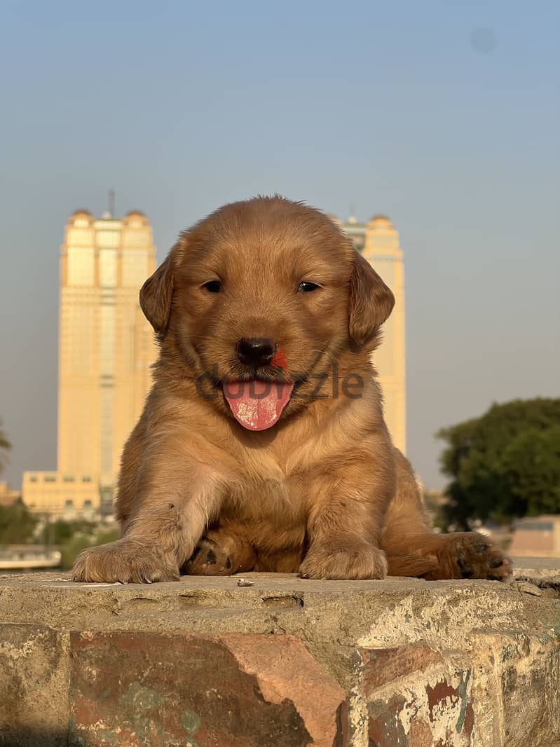 Golden retriever puppy 1