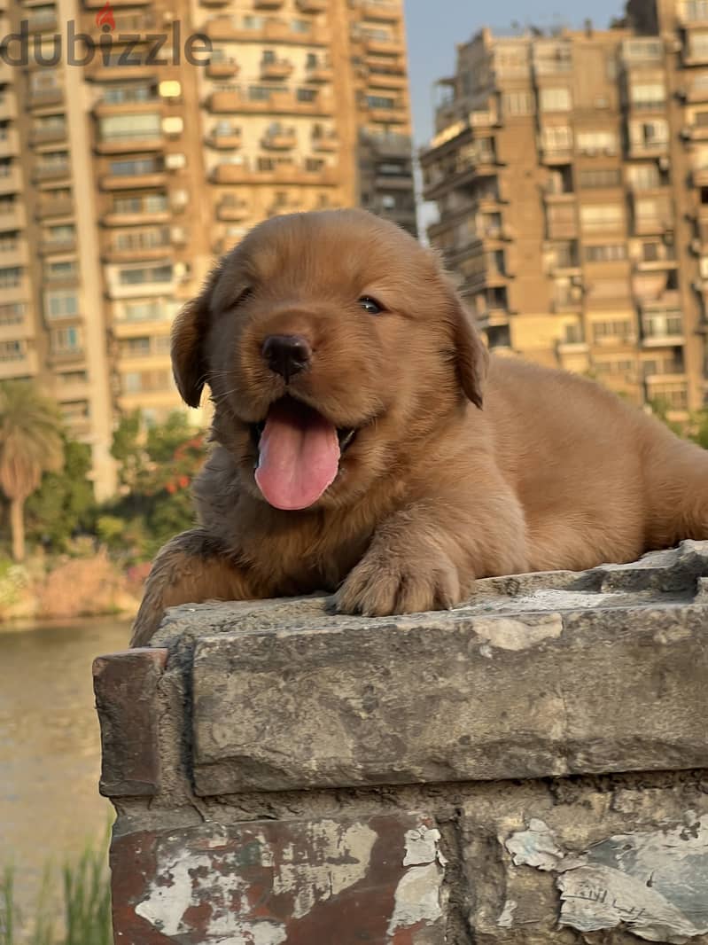 Golden retriever puppy 2
