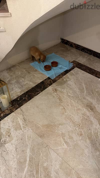 Golden Retriever puppy for Sale