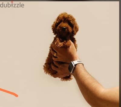 جراء كلاب البودل المصغرة بجودة عالية toy poodle