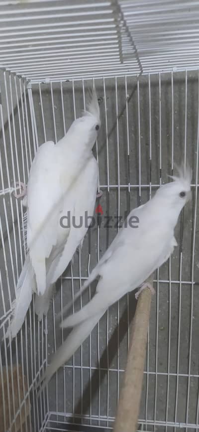 نتى كوكتيل البينو عين حمرا شغالين