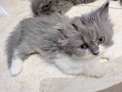 قطه شيرازي