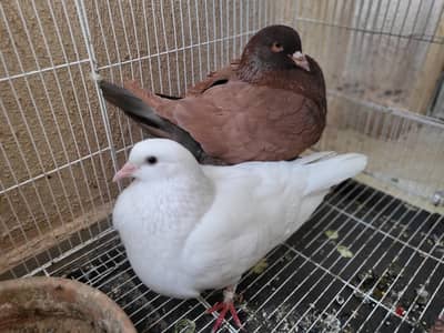 قص دكر كينج احمر و انثي لاحم فرنسي شغالين ماشاء  الله