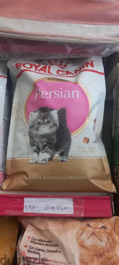 عرض الرويال كنن