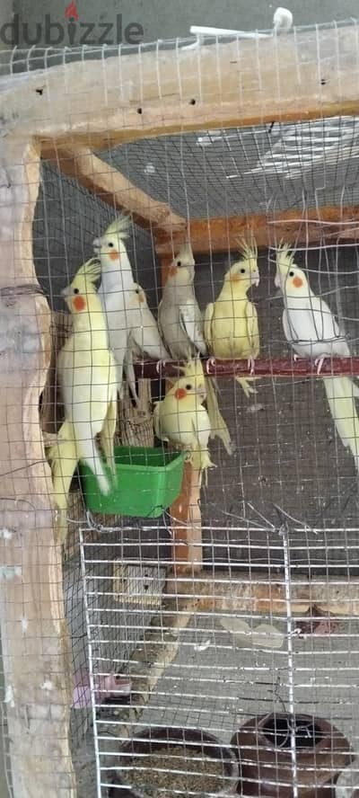 شباب كوكتيل