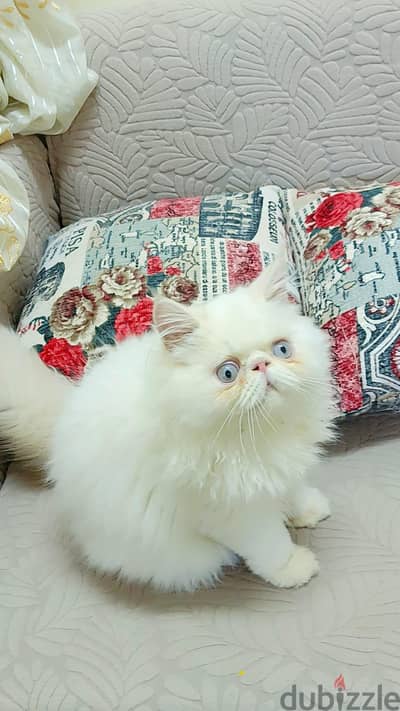 قط هيمالايا للبيع