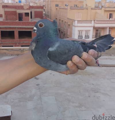 دكر اسود كوشك